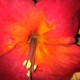 Amaryllis in full bloom ~ choose happy