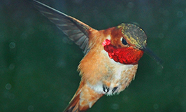 hummer