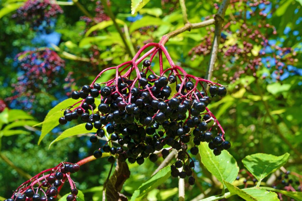 elderberry
