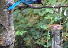 Blue Jay Choose Happy Lessons