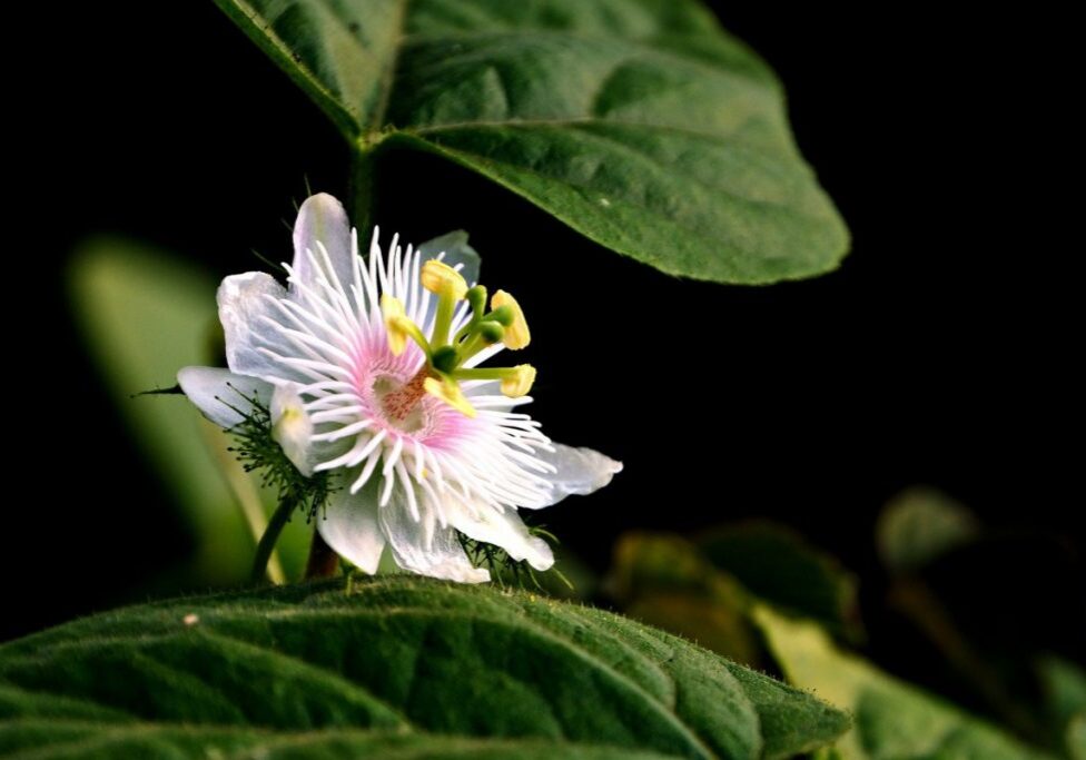 Passion Flower