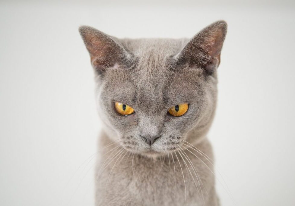 angry-cat
