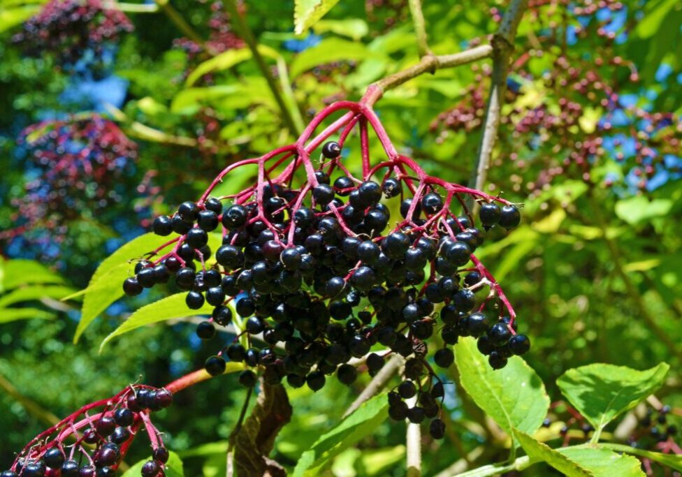 elderberry