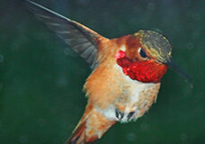 hummer