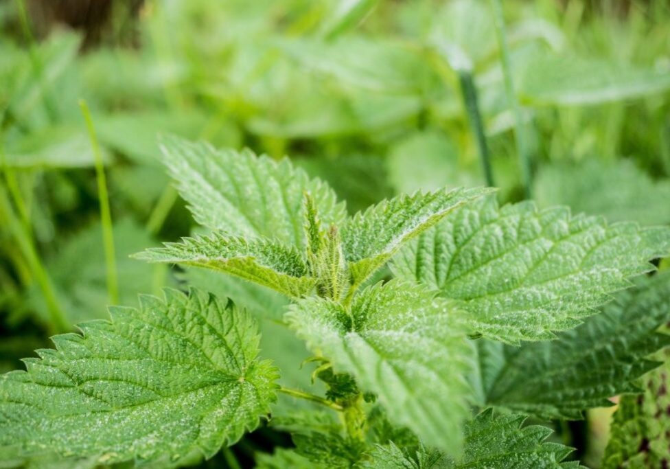 Urtica dioica